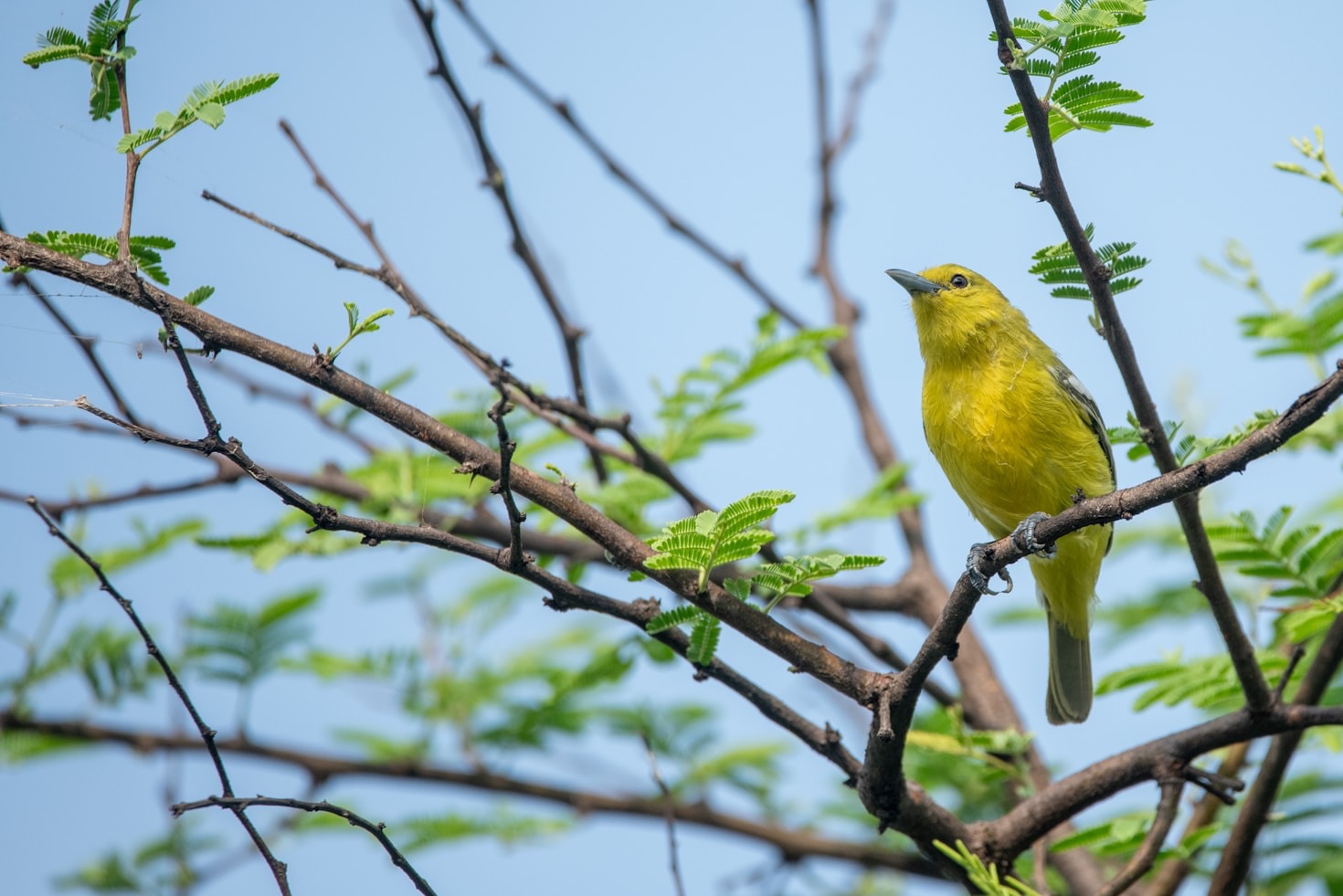 Wie Musik die Verbindung zur Natur stärken kann